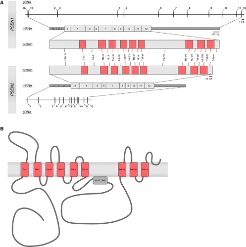Figure 3.  A: Schematic presentations of the presenilins (PSEN1 and PSEN2) at genomic, transcript, and protein level. Numbers (genomic and transcript) indicate exons. At transcript level, untranslated regions are represented as dark gray boxes; coding regions are shown in light gray. Pink boxes indicate the transmembrane regions (TM) in both proteins, connected by hydrophilic loops (HL). B: Nine-transmembrane topology of PSEN1. Transmembrane regions (TM, pink boxes) are connected by hydrophilic loop structures. In hydrophilic loop VI a portion of the loop is associated with the membrane (MA, gray box).