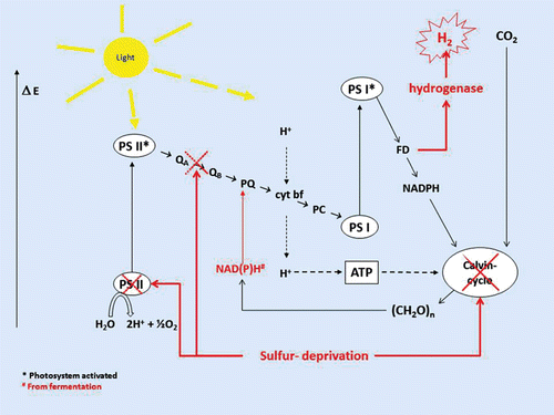 Figure 3.  Schematic overview of suggested mechanisms for hydrogen production during sulfur deprivation in light, as it has been described for Chlamydomonas reinhardtii. Deprivation from sulfur leads to a degradation of PSII components, which partly inhibits the oxidation of water, and less oxygen is thereby produced in the photosystem. The low level of oxygen that is still produced in PSII is continuously consumed by the respiration, and the culture becomes anaerobic. Sulfur deprivation also leads to degradation of the enzymes in the Calvin cycle, causing this CO2 fixation pathway and energy sink to come to a halt. When the Calvin cycle is no longer available for reducing CO2, the whole system of PSII and PSI is reduced, creating a potentially dangerous situation for the algae. To remove the reductive pressure, the algae dispose of the electrons by transferring electrons from ferredoxin to hydrogenase. This enzyme then uses the reductive energy to form hydrogen which can easily be released from the cell. Depending on culturing conditions and other factors, a certain amount of electrons released in the form of hydrogen may originate from degradation of starch. This reducing power enters the electron transport chain from the PQ pool.
