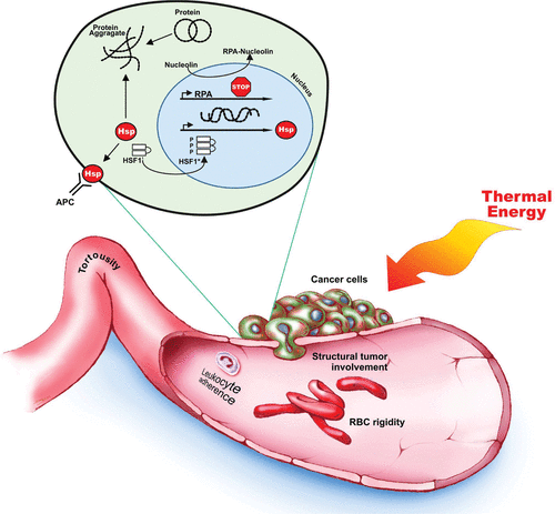 Figure 1. Thermal effects on tumor and cell physiology.