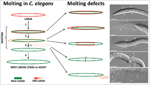 Figure 3. Schematic representation of the molting process and molting defects with representative micrograph examples. The normal physiological molting process is shown on the left. Schematic and micrograph examples of molting defects are shown on the right side, including (from top to bottom) the complete encasement phenotype of a mlt-3(fd72) mutant, the partially released cuticle in the head region of a qua-1(RNAi) larva, the corset phenotype of a nekl-3(sv3) mutant, a narrow constriction caused by the old cuticle in a nekl-3(sv3) mutant, and an old cuticle attached to the body surface after nekl-2(RNAi). White arrowheads indicate the presence of the old cuticle. Scale bars: 25µm.
