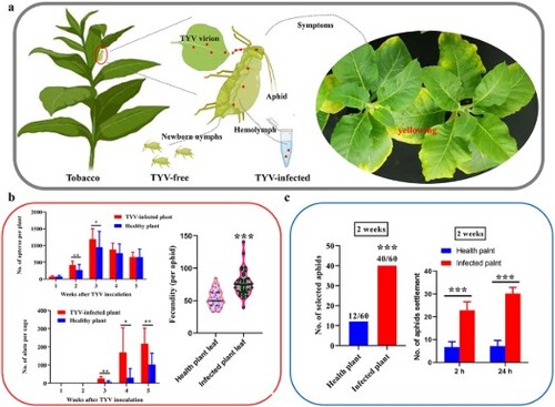 Mutulistic relationship between TYV and aphid vector by attracting aphids feeding and promoting aphids population growth of both winged and wingless individuals. (a) TYV transmission mechanism in aphid and pathogenic symptoms of tobacco. (b) TYV-infected tobacco plants promoted aphids population growth of both winged and wingless individuals. (c) TYV-infected tobacco plants attracted both winged and wingless aphids feeding.