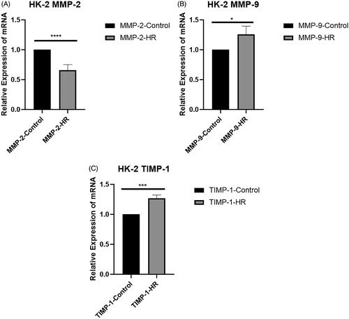 Figure 3. Levels of the MMP-2, MMP-9, and TIMP-1 mRNAs in HK-2 cells. (A) Real-time PCR analysis of levels of the MMP-2 mRNA in HK-2 cells. (B) Levels of the MMP-9 mRNA in HK-2 cells. (C) Levels of the TIMP-1 mRNA in HK-2 cells. All experiments were repeated three times, and the mean values are presented and compared (*p < .05; **p < .005; and ****p < .001).