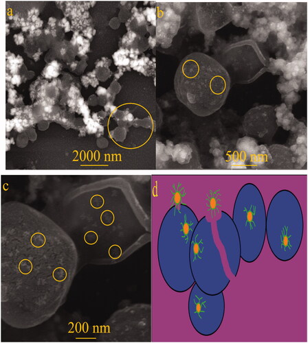 Figure 12. SEM images of Fe3O4 NPs treated S. aureus cell surface. (a) cell wall clumping, (b) NPs on the cell surface, (c) bacterial rupture and (d) schematic design of antibacterial mechanisms of Fe3O4 NPs against S. aureus.