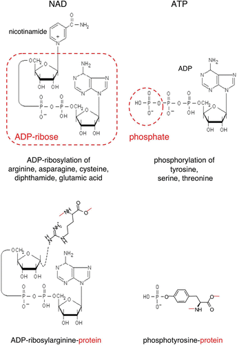 Figure 1. Schematic diagrams of the ADP‐ribose and phosphate moieties transferred from NAD and ATP onto amino acid side chains during protein‐ADP‐ribosylation and protein‐phosphorylation. ADP‐ribosyltransferases (ARTs) transfer the ADP‐ribose moiety from NAD onto specific amino acid side chains in target proteins (e.g. arginine, asparagine, cysteine, diphthamide or glutamate) while nicotinamide is released. Protein kinases transfer the terminal phosphate of ATP onto specific amino acid side chains (e.g. tyrosine, serine, threonine) in target proteins, while ADP is released. Note that ADP‐ribosylation results in the covalent attachment of a much bulkier group to the target protein than phosphorylation. (ADP = adenosine diphosphate; ATP = adenosine triphosphate; NAD = nicotinamide adenine dinucleotide)