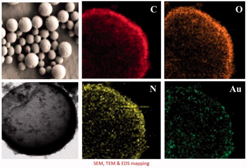 Figure 4. Scanning electron microscopy and transmission electron microscopy of Cm-Au-PLGA-PSPE nanocomposites.