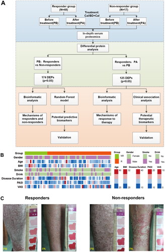 Figure 1. Schematic overview of the whole study. (A) A framework for biomarker discovery in psoriasis treatment. (B) The study cohort included 65 psoriasis patients. Clinical parameters are indicated in the heatmap. (C) The skin photos of the responders and non-responders. PB means before treatment and PA means after treatment.