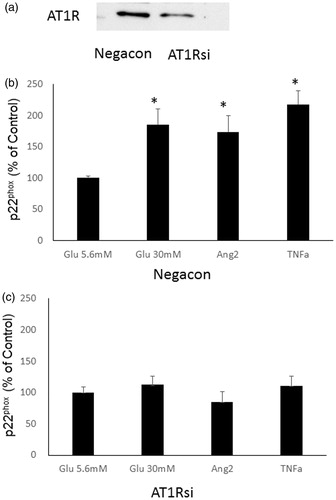 Figure 5. Effects of AT1 siRNA treatment on high glucose, angiotensin II- or TNF-α-induced p22phox protein in HK2 cells. (a) A representative example of knockdown of the AT1R protein using siRNA. Effects of glucose treatment (30 mM), angiotensin II- or TNFα-induced p22phox protein in HK2 cells with negative control siRNA (b) and with AT1 siRNA (c). *Denotes significant alterations at p < 0.05 when compared to control group (5.6 mM glucose). Glu, glucose and Ang, angiotensin.