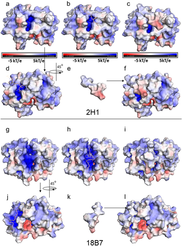 Figure 8. Electrostatic potential surfaces are calculated by the Adaptative Poisson Boltzmann Solver (APBS), using the APBS module in PyMol (−5kT/e a 5kT/e). (a-l) potential representation surfaces of 2H1 (a-f) and 18B7 (g-l). The mimotope PA1 is represented in the cartoon, light yellow, or electrostatic potential surface. a) top view of the scFv CDRs, with identification of the pocket in the middle of the structure with a positively charged region (blue); b) docked PA1 to the scFv binding pocket; c) docked PA1 surface to the scFv binding pocket, d) 45º rotation of the scFv from a new view of the PA1 in the binding pocket; e) PA1 represented in surface and f) docked PA1 surface to the scFv binding pocket. For 18B7, g) top view of the scFv CDRs, with identification of a prominent pocket in the middle of the structure and with a positively charged region (blue); h) docked PA1 to the scFv binding pocket, i) docked PA1 surface to the scFv binding pocket; j) 45º rotation of the scFv from g with the PA1 in the binding pocket; k) PA1 represented in surface and i) docked PA1 surface to the scFv binding pocket.