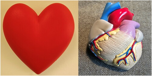 Figure 1. Left: the popular representation of the human heart. Right: a plastic model of a real human heart from the anterior view. The two forms are only vaguely resembling each other.