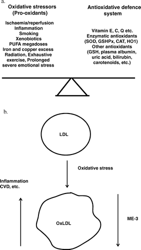 Figure 7.  A net of prooxidants and the potency of antioxidant defence system normally balanced in the human body. (a) A summary effect of oxidative stressors and potency of antioxidant defence system of the human body are normally balanced. An imbalance leads to oxidative stress. PUFA, polyunsaturated fatty acids; SOD, superoxide dismutase; GSHPx, glutathione peroxidase; CAT, catalase; HO1, haem oxygenase; GSH, reduced glutathione. (b) Oxidative stress causes the production of oxidized LDL (oxLDL), which is a potent atherogenic and inflammatory agent. Strain ME-3 lowers the level of oxLDL. LDL, low-density lipoprotein; CVD, cardiovascular diseases.