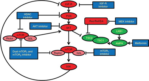 Figure 1. Crosstalk of multiple pathways, mechanisms of the resistance, and strategies for overcoming resistance to mTOR inhibitors.