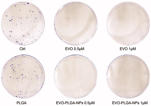 Figure 7. Colony formation assay indicated that treatment of EVO and EVO-PLGA NPs made a significant effect for the proliferation of MCF-7 cells.