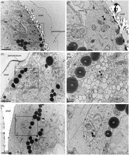 Figure 5. NP translocation. (A, C, E) NP containing residual bodies in cells near or lining the shell, identified as phagocytic coelomocytes. (B, D, F) Detailed images of the framed areas of pictures A, C, and E, respectively. Sections were imaged without prior lead citrate contrasting. Arrows point to NPs. m: mitochondrion; rb: residual body; n: nucleus; ld: lipid droplet; g: Golgi apparatus; rer: rough endoplasmic reticulum.
