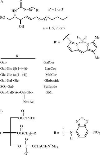 Figure 1.  Structures of fluorescent lipid analogues used to evaluate the features critical for caveolar uptake of the lipids. (A) Various headgroups (R) were attached to BODIPY-ceramide, resulting in BODIPY-GalCer, -LacCer, -MalCer, -globoside, -sulfatide, or -GM1. BODIPY-LacCer analogues were also synthesized using various chain length (C12, C16, C18, or C20) sphingosines or BODIPY-fatty acids (C3vs C5 spacer). Fluorescent LacCer bearing an NBD-fatty acid (see panel B) in place of the BODIPY-fatty acid was also synthesized. (B) Structure of the D-isomer of NBD-labeled PC, a glycerolipid. Reproduced from Citation[7] with permission from the American Society for Cell Biology.