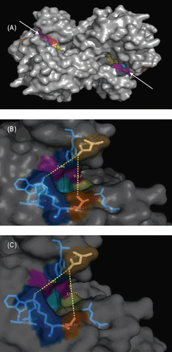 Figure 2.  Examination of the active site regions of OXA-48 and modeled OXA-162. (A) OXA-48 homodimer (active site entry regions were pointed out with arrow heads and active site residues were colored). (B) Depiction of OXA-48 entry site. Dark orange colored amino acid (Thr213) is where the mutation occurred. Asp101 was located across the mutated amino acid. The measured distance between Thr213 and Asp101 was 9.12 Å. This was predicted to be the putative antibiotics entry site. (C) Depiction of the modeled OXA-162 entry site. Dark orange colored amino acid is the mutated amino acid (Ala188). Asp77 was located across the mutated amino acid. The measured distance between Ala188 and Asp77 was 10.07 Å which indicated the presence of 1 Å widening of the predicted entry site. Note that the corresponding amino acids for Ala188 and Asp77 in OXA-48 were Thr213 and Asp101, respectively.