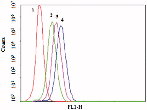 Figure 1. The flow cytometric measurement of coumarin-6 uptake from NGR-SL-C-HS and SL-C-HS by HT1080 (CD13+) cells at the time of 1 h. Cells were incubated with NGR-SL-C-HS and SL-C-HS at the final coumarin-6 concentration of 100 ng/mL, and the time point of 1 h, the cells were trypsinized, washed and analyzed using flow cytometry. 1 – Control, 2 – SL-C-HS, 3 – NGR+NGR-SL-C-HS, 4 – NGR-SL-C-HS.