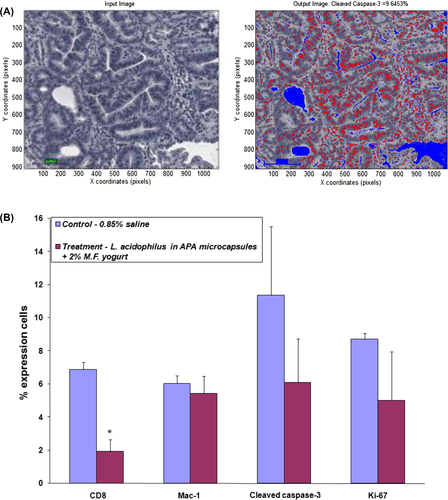 Figure 5. MatLab processing and quantification of the biomarkers; (A) representative photograph showing processed image; (B) the percent expression of CD8, Mac-1, cleaved caspase-3, and Ki-67 expressing cells in control and treatment group animals; asterisks, statistical differences (p < 0.05) when compared to control.