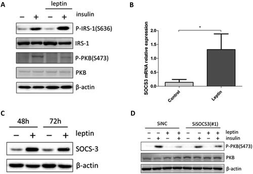 Figure 2. Induction leptin-induces insulin resistance in keratinocytes viaed by SOCS3.(A) Starved HaCaT cells were treated with 1 μg/ml leptin for 72 hours, followed by 10 minutes of stimulation with 100 nM insulin. Immunoblotting was performed with the indicated phospho-specific or total protein antibodies.(B) Starved HaCaT cells were treated with 1 μg/ml leptin for 48 hours and the mRNA expression of SOCS3 was determined by q-PCR.(C) Cells were treated with 1 μg/ml leptin for 48 or 72 hours and the protein expression of SOCS3 was detected by western-blotting.(D) HaCaT cells were transfected with 80 pmol small interfering RNA (siRNA), serum-starved, and stimulated with 1 μg/ml leptin for 72 hours, followed by 10 minutes of stimulation with 100 nM insulin. Western-blotting was conducted with the indicated phospho-specific or total protein antibodies. PKB, rotein kinase B; P-PKB, phosphorylated PKB; IRS1, insulin receptor substrates.