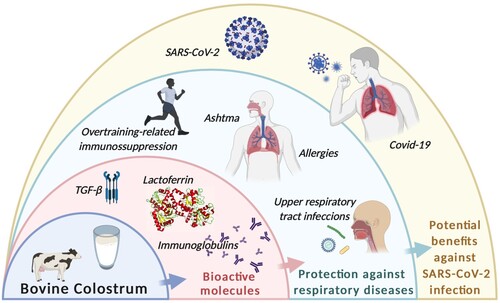 Figure 1. Bovine Colostrum (BC) composition includes bioactive molecules such as lactoferrin, immunoglobulins and transforming growth factor-β (TGF-β), which have been related to protective effects against respiratory diseases. Those health benefits might be extended over SARS-CoV-2 infection and Covid-19 clinical presentation. Created with Biorender.com.
