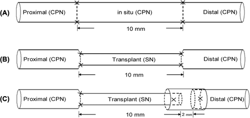 Figure 1. The diagram of repair model for each group. (A) in situ graft repair; (B) sural nerve graft by adventitial suture; (C) sural nerve graft by an adventitial suture at the proximal anastomosis and a small gap sleeve suture at the distal anastomosis, with a gap of 2 mm. CPN: the common peroneal nerve; SN: sural nerve.