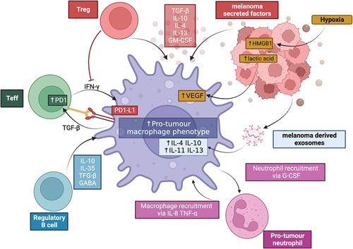 Figure 1. Macrophages can be polarised to a pro-tumour phenotype by cells in the TME. Macrophages can be influenced by melanoma-secreted factors, melanoma-derived exosomes and melanoma-derived products of hypoxia metabolism. Regulatory T cells (Treg) can reduce IFNγ production, required for pro-inflammatorymacrophage polarisation, as well as produce immunoregulatory cytokines including TGFF-β, IL-10 and IL-4. Effector T cells (Teff) and macrophages can interact via the PD-1/PD-L1 axis, reducing T cell activation and further promoting an immunoregulatory environment. B cells can secrete multiple immunoregulatory factors that influence macrophage states; and pro-tumour neutrophils reciprocally interact with macrophages to increase the recruitment and polarisation of both pro-tumour macrophages and neutrophils. Created with BioRender.com