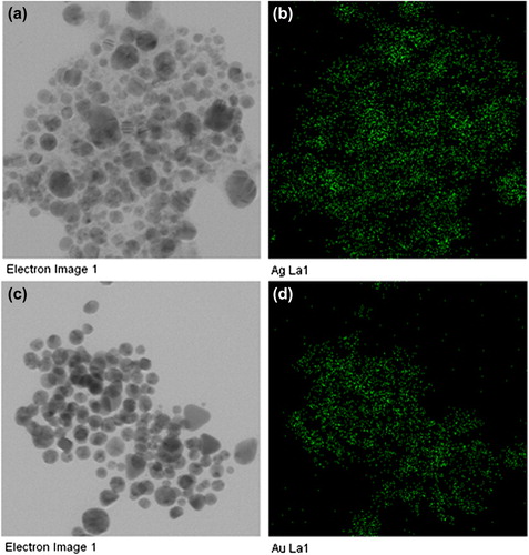 Figure 3. The results of elemental mapping indicate the distribution of elements. TEM micrograph of silver nanoparticle pellet solution (a), and silver element (b), respectively. TEM micrographs of gold nanoparticle pellet solution (c), and gold element (d), respectively.
