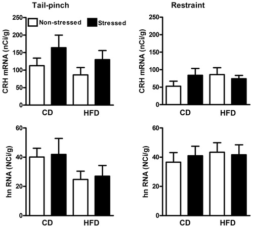 Figure 3. Hypothalamic PVN levels of CRH mRNA and hnRNA in response to either 30 min of tail-pinch (left) or 30 min of restraint (right) in CD and HFD offspring. Brain tissues were collected at the end of the stressor (30 min) in both conditions. Tail-pinch tended to increase CRH mRNA in both CD and HFD rats although there were no significant differences between diet groups in stress responses of either RNA transcripts. Values represent the mean ± SEM (baseline tail-pinch CD n = 4 HFD n = 5, tail-pinch CD n = 3 HFD n = 5; baseline restraint CD n = 6 HFD n = 7, restraint CD n = 7 HFD n = 7. About 3–4 sections containing the PVN were analyzed per animal.