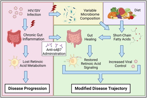 Figure 6. Role of SCFAs on modifying anti-α4β7 therapeutic efficacy. HIV/SIV infections are associated with significant gut damage and chronic inflammation, resulting in substantial attenuation of atRA metabolic homeostasis. Anti-α4β7 mAbs can facilitate gut healing and subsequently improve atRA concentrations. Importantly, faecal SCFA concentrations were associated with atRA synthesis and response genes. Additionally, SCFAs are negatively associated with viral loads, suggesting they facilitate improved viral control. Figure created with BioRender.com.