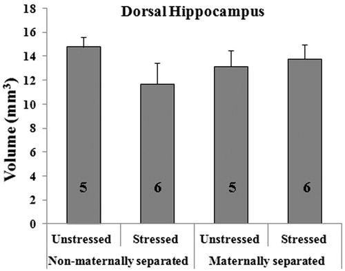Figure 1. Effect of early maternal separation and variable chronic stress on the total volume (in mm3, mean ± SE) of the dorsal hippocampus. The number of animals for each treatment is included inside each bar.