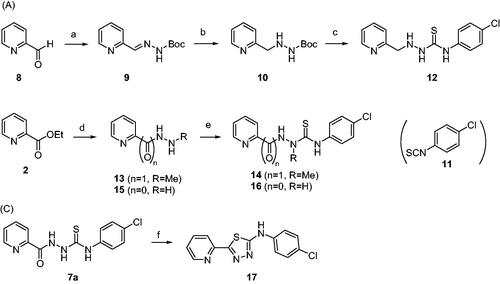 Scheme 2. Synthesis of analogues with modifications in thiosemicarbazide moiety of 7a. Reagents and conditions: (A) NH2NHBoc, Et2O, r.t., 1 day, 70%, (B) H2, Pd/C, MeOH, (C) (i) 4 N HCl-dioxane, 0 °C, 4 h, (ii) 11, Et3N, EtOH, r.t., 4 h, 20%, (D) NH2NHCH3⋅H2SO4, Et3N, EtOH, reflux, 5 days, 46%, (E) 11, EtOH, r.t., 4 h, 36% (for compound 14), 77% (for compound 16), (F) H2SO4 or HCl, EtOH, 0 °C → r.t., 2 h, 41%.