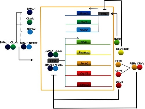 Figure 1 Mammalian circadian clock network. BMAL1 proteins combine with CLOCK or NPAS2 to generate BMAL1:CLOCK or BMAL1:NPAS2 heterodimers, which cause transcriptional activation of core clock genes (for example, Per, Cry, and Dec) via a combination of E-box elements; this in turn inhibits BMAL1:CLOCK/NPAS2 dimer activity. Meanwhile, the BMAL1:CLOCK/NPAS2 dimers activate the transcription of the Rev-erbα and Rorα genes, and the resulting translated proteins promote and inhibit the transcription of Bmal1, respectively.Abbreviations: Bmal1/BMAL1, Brain and muscle Aarnt-like protein 1; Clock/CLock, Circadian locomotor output cycles kaput k; Cry/CRY, Cryptochrome; Dec/DEC, Differentiated embryo-chondrocyte expressed; Npas2/NPAS2, Neuronal PAS domain protein 2; Per/PER, Period; Rev-erb, nuclear receptor subfamily; ROR, retinoid-related orphan receptor; RRE, ROR elements.