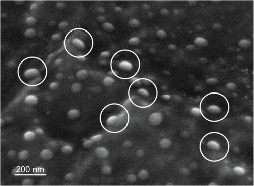 Figure 2 Scanning electron microscopic image, taken at a 45° tilt, of the medium concentration selenium nanoparticles precipitated on polyvinyl chloride.Note: The hemispherical shape of the selenium nanoparticles on the substrate surface.