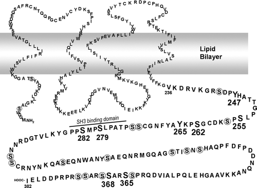 Figure 5 Model of Cx43 with phosphorylated residues and SH3 binding domains indicated (modified from Lampe and Lau Citation2000). Residues to which phosphospecific antibodies have been made are shown in large bold print. Other serine residues are circled. A SH3 binding domain involved in v-src interaction is noted (Kanemitsu et al. Citation1997).