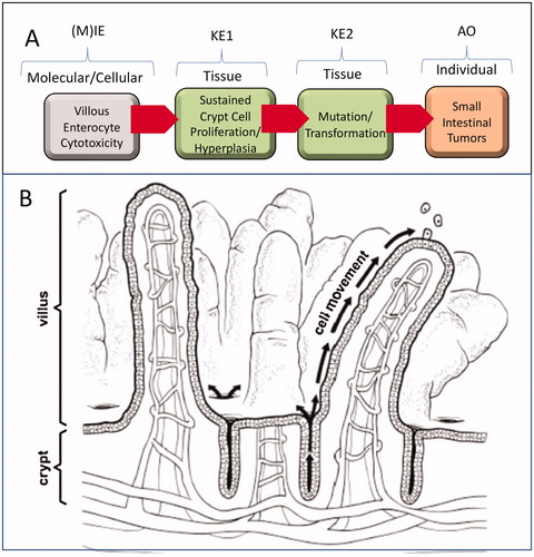 Figure 1. Proposed AOP for cytotoxicity-mediated SI cancer in mice. (A) AOP diagram. See text for discussion regarding (M)IE. Future evolution of this AOP may better define the (M)IE associated with villous cytotoxicity. (B) Structure of intestinal mucosa. Villi are finger- or leaf-like projections into the lumen that are predominantly covered with mature, absorptive enterocytes, along with occasional mucus-secreting goblet cells. These cells live only for a few days, then die and slough into the lumen. The crypts, or glands of Lieberkühn, are tubular invaginations of the epithelium, lined largely with younger epithelial cells, which serve as a source of enterocytes to multiple villi. At the base of the crypts are stem cells, which divide continually and function as the source of all the epithelial cells in the crypts and on the villi. Adapted from O'Brien et al. (Citation2013).