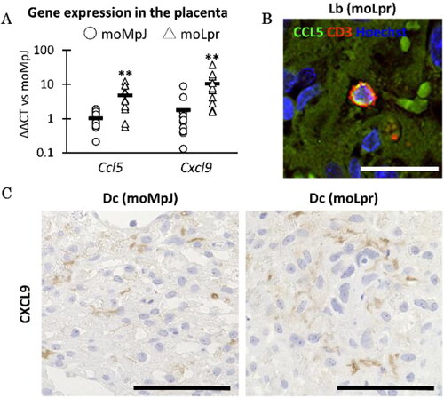 Figure 4. Placental gene expression and protein location associated with T cells.mRNA expression associated with T cells in the placenta. (B) CCL5 localization in the moLpr placenta. (C) CXCL9 localization in the placenta. moMpJ: MpJ mother mated with Lpr father. moLpr: Lpr mother mated with MpJ father. ND: not detected. CCL5: C-C motif chemokine 5. CXCL9: Chemokine (C-X-C motif) ligand 9. Each bar represents the mean of each group. The number of animals or organs analyzed is summarized in Table 1. Significance for another strain at the same age and gestational age (Mann-Whitney U-test, *: P < 0.05, ** P < 0.01).