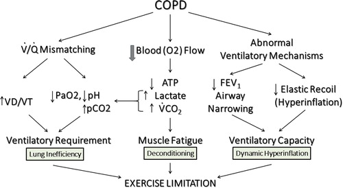 Figure 3 Pathophysiology of exercise impairment in COPD. The three most important mechanisms of exercise limitation in COPD are (1) Gas Exchange Inefficiency, (2) Muscle Deconditioning and (3) Dynamic Hyperinflation. Adapted from Wasserman et al. (Citation54)