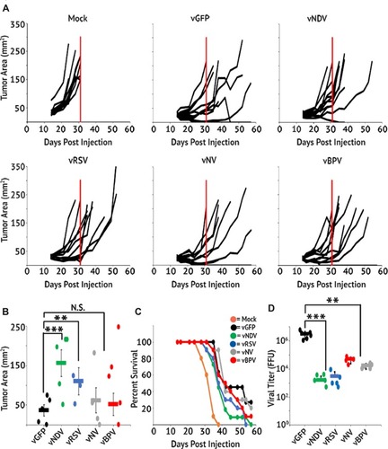 Figure 5 Fusogenic MYXV’s display reduced therapeutic potential in vivo. C57/Bl6 mice bearing A9F1 tumors were treated with three IT injections of the indicated viral constructs (n=10 or 11 per group). (A) Area of tumors from individual mice over time. Vertical red line marks the euthanasia of the last mock-treated animal and is included for reference. (B) Average tumor burden on day 31 (the day the last mock-treated animal was euthanized). (C) Survival of mice treated with fusogenic constructs. (D) Amount of infectious virus present in tumors 24 hrs after the last viral treatment. Data shown represent the summation of two individual experiments. Significance was determined using Student’s t-test (**p < 0.01, ***p < 0.001).