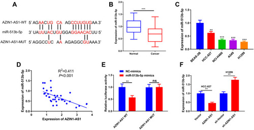 Figure 3 Interaction between AZIN1-AS1 and miR-513b-5p in NSCLC cells. (A) AZIN1-AS1 contained a potential binding site of miR-513b-5p. (B) qRT-PCR was used to detect the expression of miR-513b-5p in normal lung tissues and NSCLC tissues. (C) qRT-PCR was used to detect the expression of miR-513b-5p in normal lung epithelial cell lines and NSCLC cell lines. BEAS-2B was the control group. (D) Correlation analysis was used to analyze the relationship between AZIN1-AS1 and the expression of miR-513b-5p in NSCLC samples. R2=0.411, P<0.001. (E) Luciferase reporter assay was used to detect the binding between miR-513b-5p and AZIN1-AS1-WT. (F) qRT-PCR was used to detect the expression of miR-513b-5p after AZIN1-AS1 overexpression and AZIN1-AS1 knockdown, respectively. **, ***Represent P < 0.01 and P < 0.001 respectively.