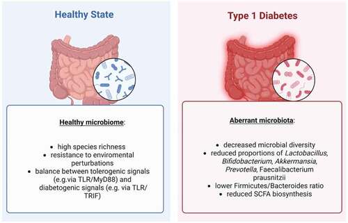 Figure 1. Overview of the main differences between healthy microbiota and aberrant microbiome in T1D.