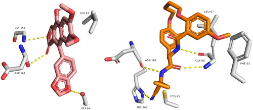 Figure 2. Binding modes of diphyllin (left side) inside the active site of rhodesain target. Binding mode of co-crystalized ligand (right side) inside the active site of rhodesain.
