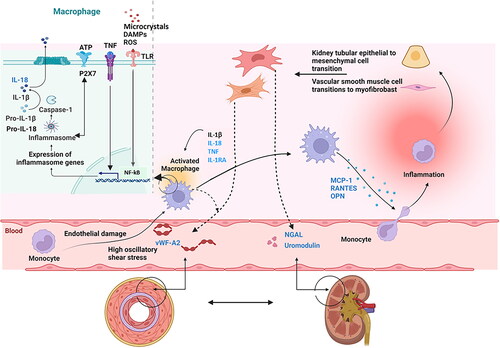 Figure 1. Illustration depicting potential biomarkers associated with endothelial and kidney cell pathology, inflammation, and fibrosis in the context of hypertension and hypertension mediated organ damage.