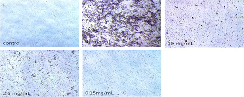 Figure 5. Coagulation reaction confirmation test result. Notes: Cohesion test results. IgY sample 40 mg/ml starting, 2-fold dilution, optical microscopy at 200× magnification.