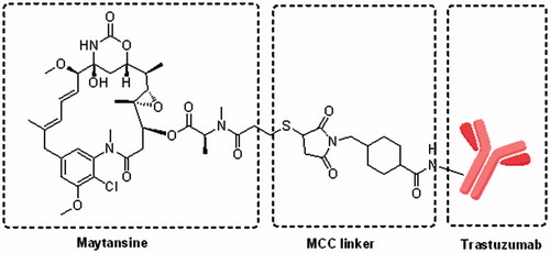 Figure 1. Schematic of trastuzumab-Maytansine (T-DM1) including the [N-maleimidomethyl]cyclohexane-1-carboxylate (MCC) linker. An average of 3.5 DM1 molecules are conjugated to the Fc region of trastuzumab (Adapted from Krop et al., 2012).