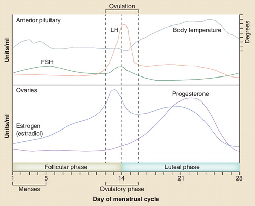 Figure 2. Idealized scheme of the hormonal and body temperature changes during the menstrual cycle.FSH: Follicle-stimulating hormone; LH: Luteinizing hormone.Modified with permission from Citation[26].