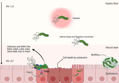 Figure 1. Schematic representation of H. pylori pathogenesis and virulence factors. Upon entering the stomach, H. pylori begins to produce urease, which promotes the hydrolysis of urea to synthesize gastric acid. In this way, bacteria can resist gastric acidity and survive in the stomach. With the help of its helical shape and flagellum movement, H. pylori can easily penetrate the mucus layer and reach the gastric epithelium. After reaching the gastric epithelium, H. pylori colonizes gastric epithelial cells under the synergistic action of a variety of adhesins and outer membrane proteins (e.g., BabA, SabA, LabA, OipA, AlpA/AlpB, HopQ, and HopZ). Toxins (e.g., Cag A) are then injected into the host cells through the T4SS, leading to an inflammatory response. In addition, H. pylori can form biofilms composed of bacteria and a self-secreted extracellular matrix that adheres to inert and living surfaces; growth in biofilms facilitates the development of antibiotic resistance in H. pylori.