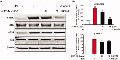 Figure 6. Effect of GNP-CK-CopA3 on LPS-induced MAPK activation. (A) After the treatment of LPS (1 μg/mL) for 2 h with or without GNP-CK-CopA3, the protein expression levels of p-ERK and p-p38 were measured by Western blotting. (B) Densitometric analysis was done by ImageJ software. Data are presented as mean ± SEM. **p < .01 vs. normal control group; #p < .05 and ##p < .01 vs. LPS-treated group. All treatments were performed three times (n = 3).