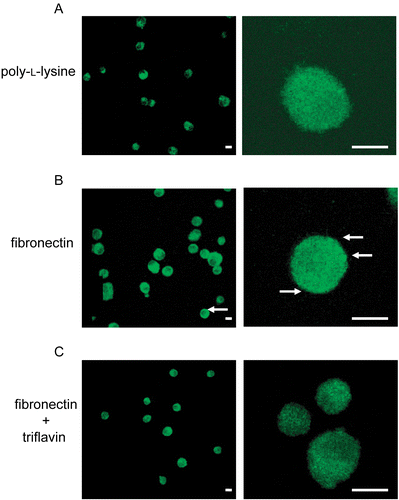 Figure 5.  Effects of triflavin on protein kinase C (PKC)-α translocation stimulated by fibronectin on vascular smooth muscle cells (VSMCs). Cells adhered to immobilized (A) poly-l-lysine (0.01%), (B) fibronectin (50 μg/mL), or (C) fibronectin (50 μg/mL) in the presence of triflavin (10 μg/mL). Confocal micrographs of the basolateral surface of cells are shown. Images are typical of those obtained in three separate experiments demonstrating the distribution of PKC-α (arrows) surrounding the cell membrane. Original magnifications ×100 (left) and ×630 (right); the bar indicates 10 μm.