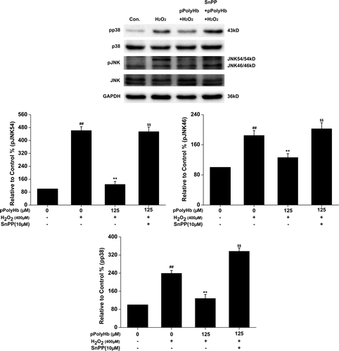 Figure 6. SnPP attenuates the inhibitory effect of pPolyHb against H2O2-induced phosphorylation of JNK and p38 MAPK in HUVECs. Cells were treated with pPolyHb (125 μM), with or without pretreatment with SnPP (20 μM), followed by H2O2 (400 μM) incubation for 4 h. Western blot analysis was performed to determine the phosphorylation and protein expression of JNK and p38 MAPK. Normalization was performed with the anti-GAPDH antibody. Western blot images are representative of three independent experiments. ##P < 0.01 compared to control, **P < 0.01 compared to the group treated with H2O2 alone, $$P < 0.01 compared to the pPolyHb pretreatment group.