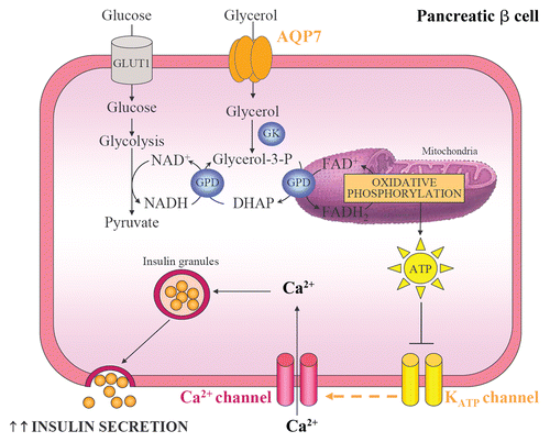 Figure 3 Pancreatic AQP7, glycerol phosphate shuttle and insulin secretion. AQP7 mediates glycerol uptake in pancreatic β cells. Glycerol is phosphorylated to glycerol-3-phosphate by GK and, subsequently, glycerol-3-phosphate is converted to DHAP by the mitochondrial GPD. This reaction reduces equivalents into the mitochondrion for use in oxidative phosphorylation and is called the glycerol-3-phosphate shuttle. The increase in intracellular ATP:ADP ratio induces the closure of ATP-sensitive K+ channels, the cell membrane depolarization and the opening of voltage-sensitive Ca2+ channels. The raise in intracellular Ca2+ enhances the exocytosis of insulin-containing granules. GK, glycerol kinase; GLUT, glucose transporter; GPD, glycerol-3-phosphate dehydrogenase.