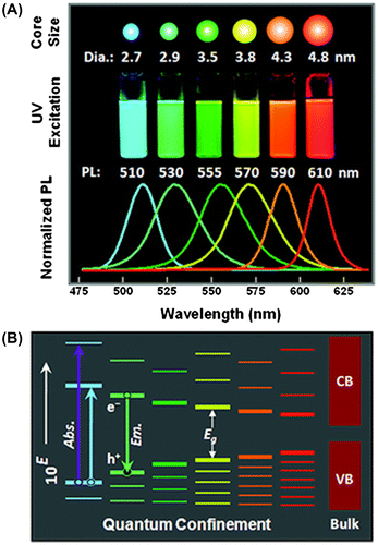 Figure 1. (A) Cartoon, photograph, and PL spectra illustrating progressive color changes of CdSe/ZnS with increasing nanocrystal size. (B) Qualitative changes in QD energy levels with increasing nanocrystal size. Band gap energies, Eg, were estimated from PL spectra. Conduction (CB) and valence (VB) bands of bulk CdSe are shown for comparison. The energy scale is expanded as 10E for clarity. Reprinted with permission from [Citation19]. Copyright © 2011, American Chemical Society.